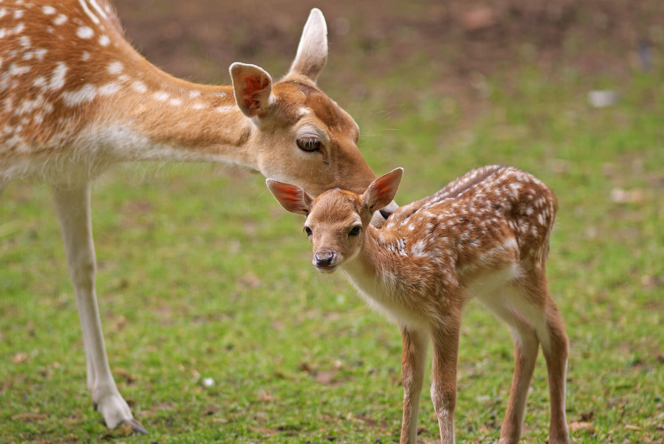 fallow deer facts