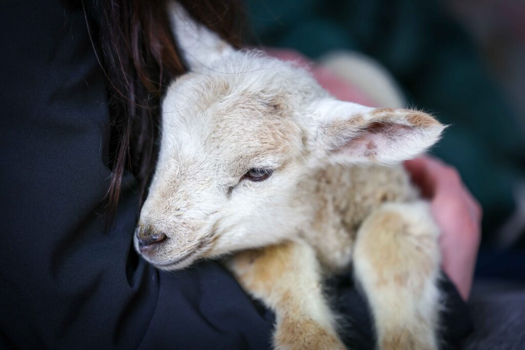 Image for Lambing season has begun!