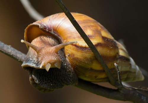 Image for Giant African Land Snail