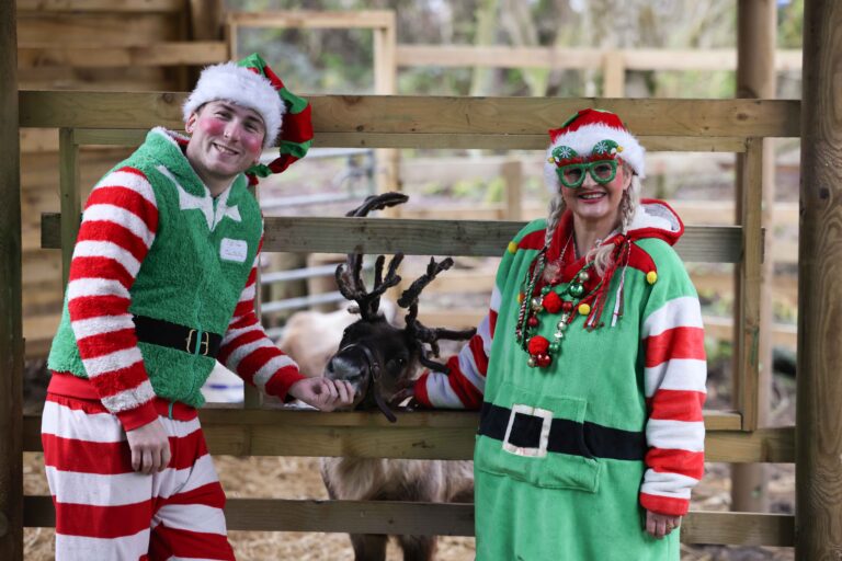 Image for Book Santa's Enchanted Elf Journey Today