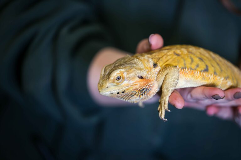 Image for Book Your Reptile & Mini Beast Party Today