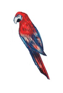 Animal Illustration
