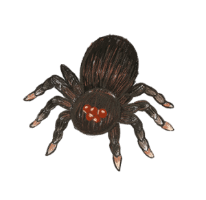 Animal Illustration