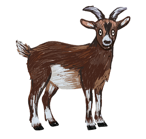 Animal Illustration