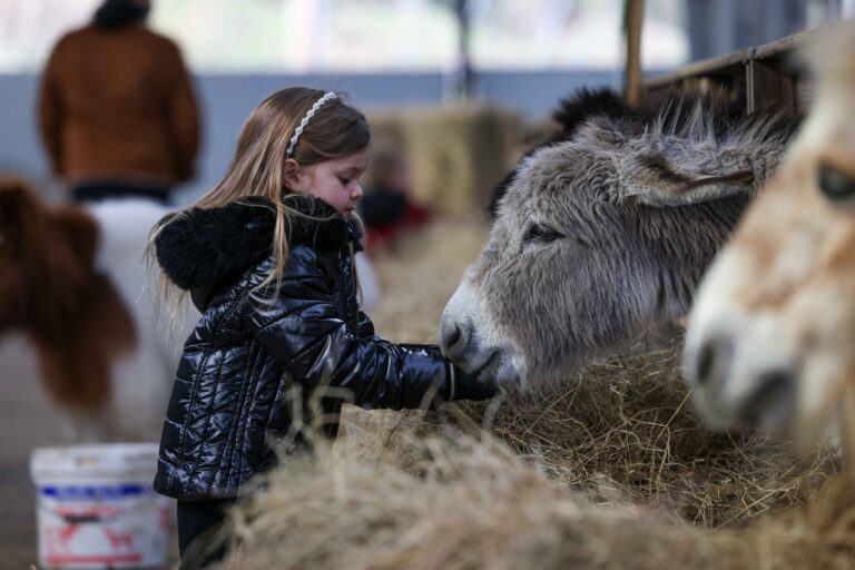 Child feeding a donkey