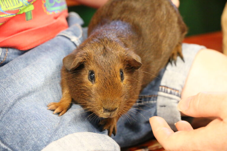 Image for Book Your Animaltastic Party Today