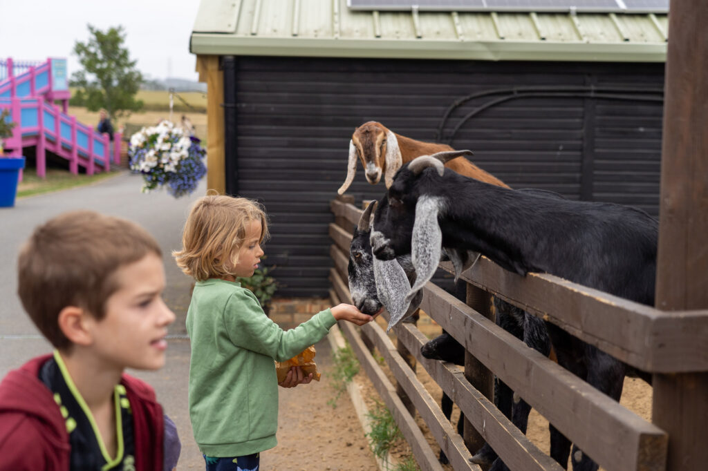 Image for Feeding the Animals