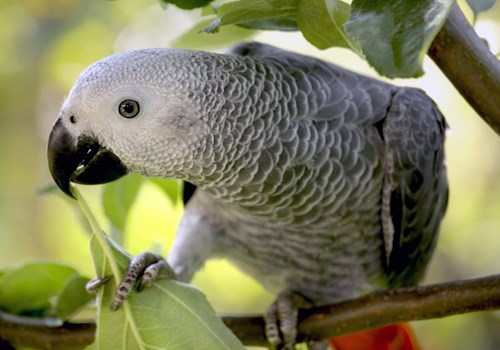 Image for African Grey