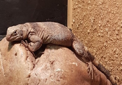 Image for Chuckwalla