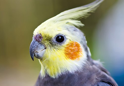 Image for Cockatiel
