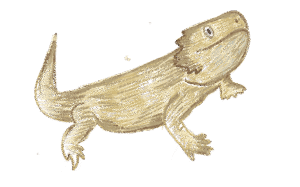 Animal Illustration