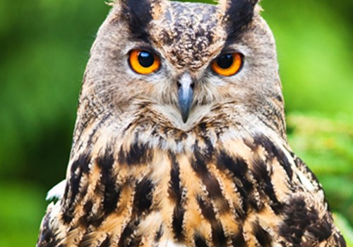 Image for European Eagle Owl