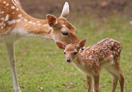 Fallow Deer