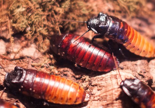 Image for Giant Madagascan Hissing Cockroach
