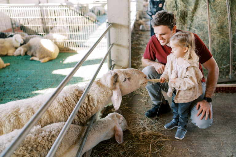 White sheep stretches across the fence of the pen for hay in the hands of a little girl standing next to her dad.