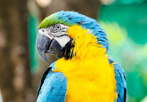Image for Blue & Gold Macaw