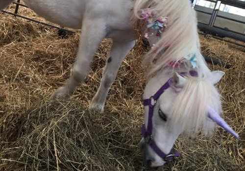 Image for Book Your Unicorn Party Today