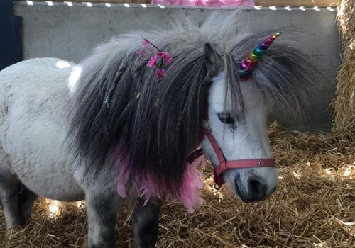 Image for Book Your Unicorn Party Today
